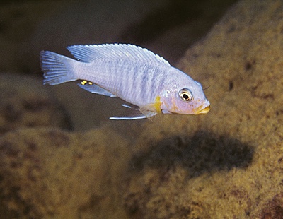 Maylandia glaucos 'Cobwe'